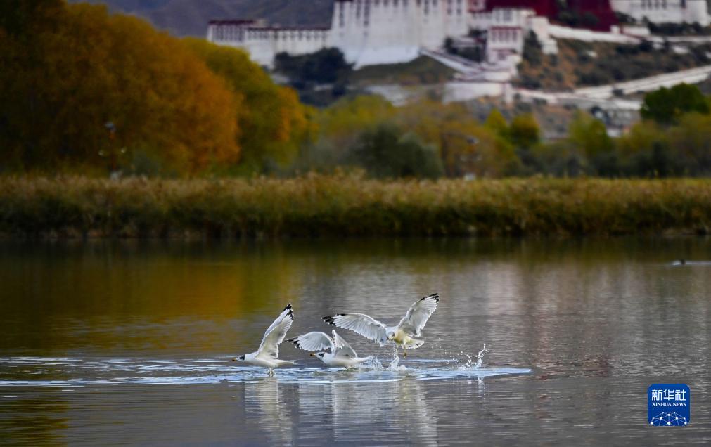 永利棋牌下载